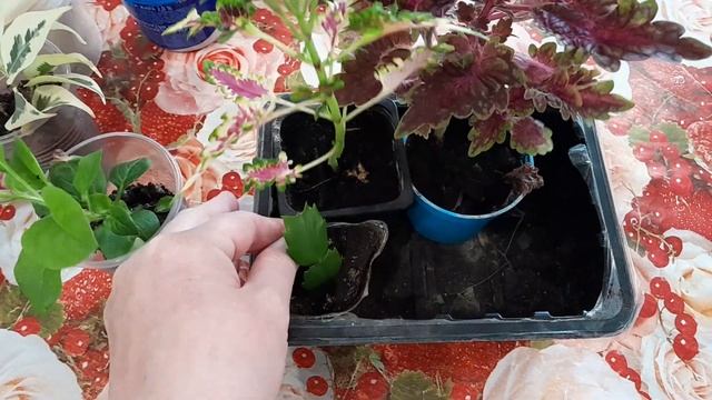 Колеусы, петуния зимуют на окошке. Пережили осень, впереди зима смотреть онлайн