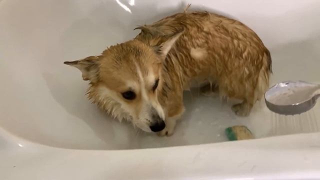 ФЭЙЛ во время купания собак? Моем вельш корги! Банный день?