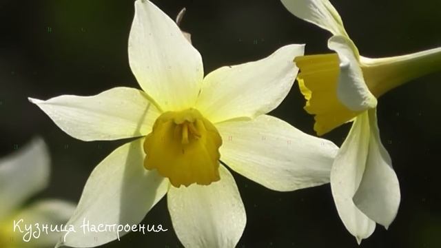 24 мая День Кирилла и Мефодия.Что нельзя делать 24 мая. Народные традиции и приметы. смотреть онлайн