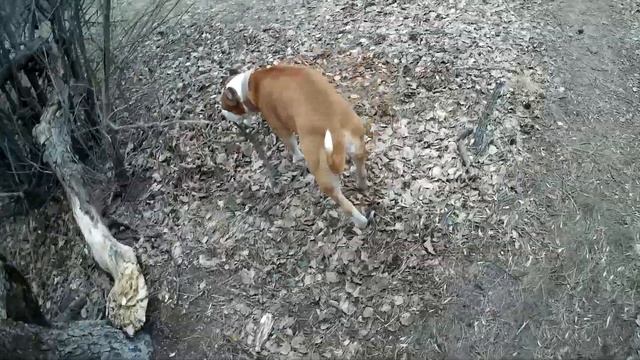 ЕСЛИ СТАФФОРДУ ДАТЬ ПОДРАТЬСЯ С СОБАКОЙ БУДЕТ ЛИ ОН В ДАЛЬНЕЙШЕМ ДРАТЬСЯ С ДРУГИМИ СОБАКАМИ смотреть онлайн