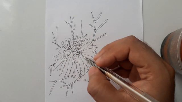 Cómo dibujar una flor Nigella damascena (Nigella damascena) смотреть онлайн