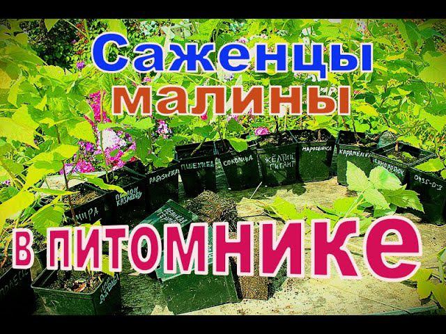Саженцы малины в питомнике смотреть онлайн