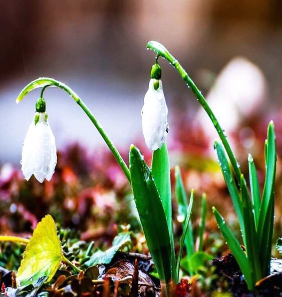 ПОЗДРАВЛЕНИЕ С ДНЕМ ВЕСЕННЕГО РАВНОДЕНСТВИЯ???