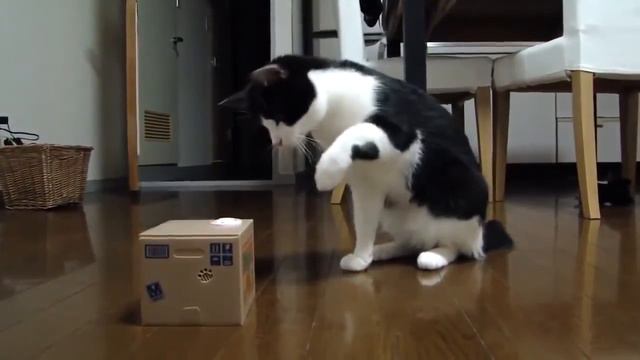 Игрушка прикалывается над котом смотреть онлайн