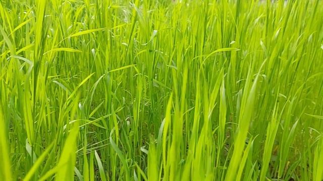 31 мая праздник. ФЕДОТОВ ДЕНЬ. Что нельзя делать. Народные традиции. Праздник сегодня! смотреть онлайн