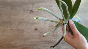 Как разделить орхидею: из одной получить две || Омоложение орхидеи