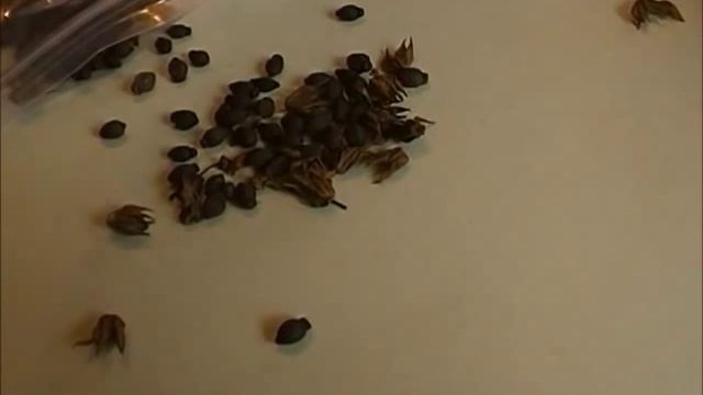 Saving Garden Seed 4 O'clocks - Red