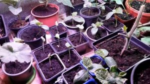 Замерзшую рассаду томатов можно восстановить !