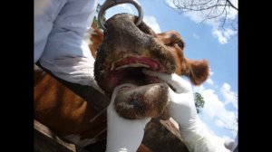 ЯЩУР У КОРОВ, ОВЕЦ И КОЗ, КАК ЗАЩИТИТЬ ЖИВОТНЫХ? #ветеринар #ящур