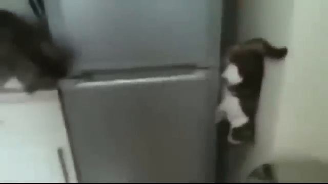 Кот спускается с холодильника смотреть онлайн