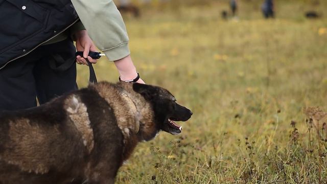 Дороти ищет дом. Собаки из приютов. смотреть онлайн