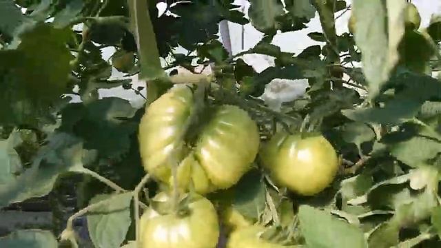 Как развиваются наши томаты в теплице и капуста в открытом грунте. смотреть онлайн
