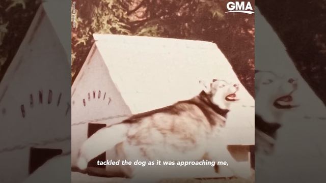 The story behind viral video of vet building trust with scared dog l GMA смотреть онлайн