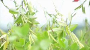 Козлятник восточный