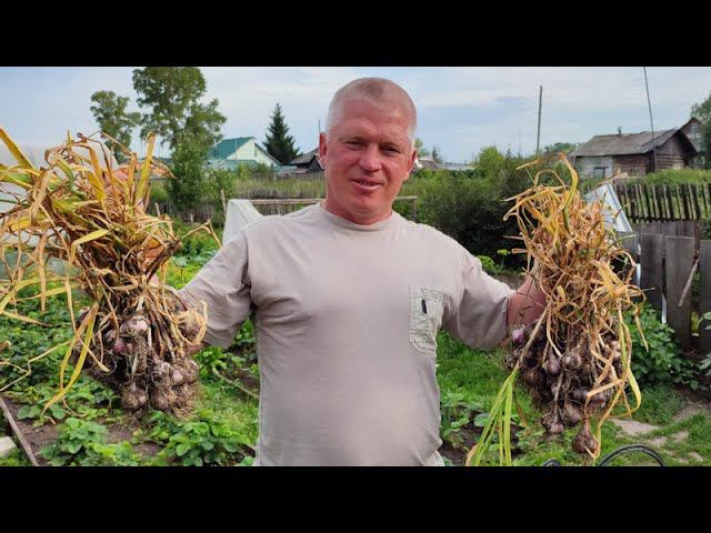 Для чего выращивают чеснок? Средство от всех болезней и универсальная приправа смотреть онлайн