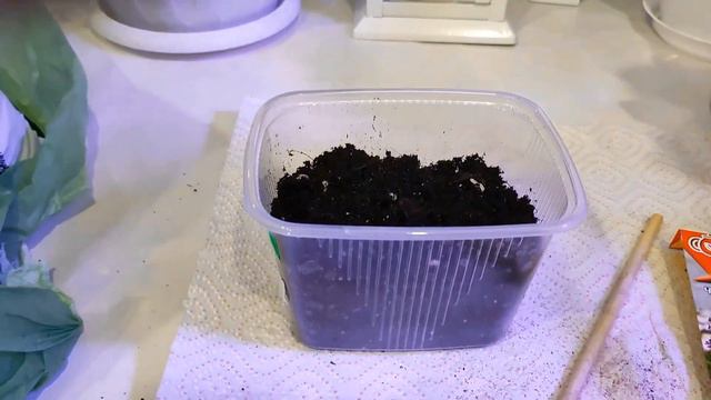 Пора заняться цветами: фуксия,лаванда,маранта смотреть онлайн