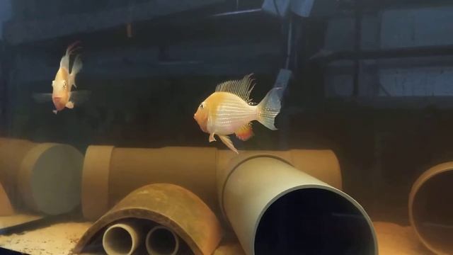 Acarichthys heckelii смотреть онлайн