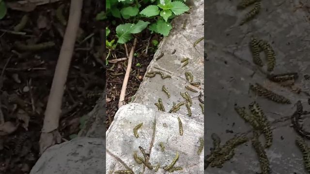 тест на жаление крапивы смотреть онлайн