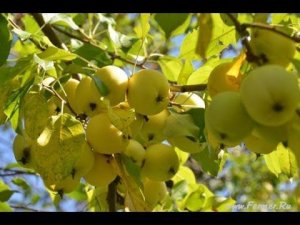 Заброшенный промышленный  плодовый сад на Южном Урале