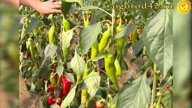 Описание и характеристика сортов перца Капра и Корсар смотреть онлайн
