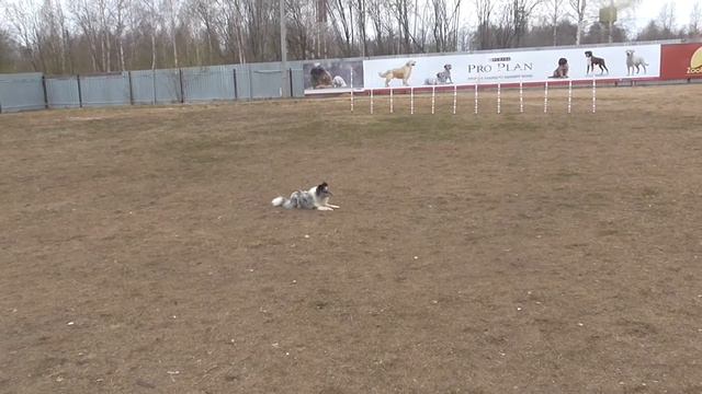 ДЦ *ZooИмперия* г.Ярославль смотреть онлайн
