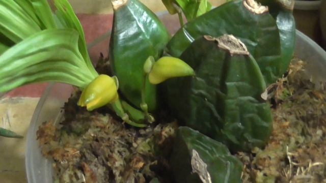 Ликаста ароматика начинает цвести