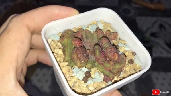 Cactus Haul / New Plant Collection (Cactus & Agave) | Sept19