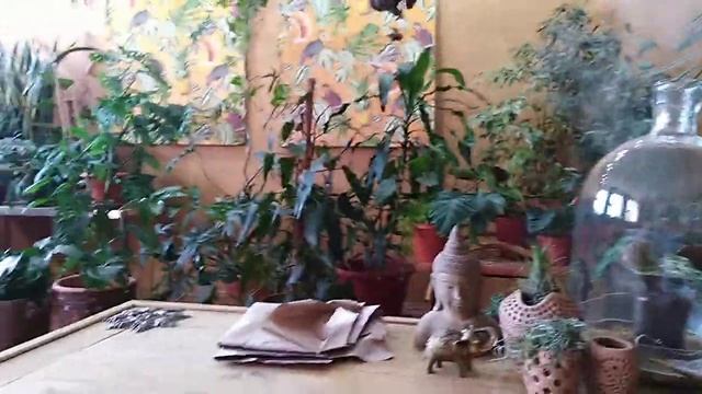 Комнатные цветы. Декор кашпо за копейки. Костюм на Хеллоуин из "ничего")) смотреть онлайн