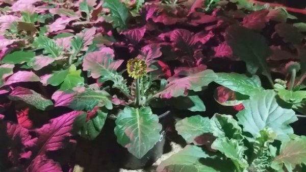 Гербера, выращивание к 8 марта