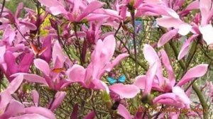 Магнолия гибридный Суланжа Сьюзан (magnolia) ? обзор: как сажать, саженцы магнолии Суланжа Сьюзан