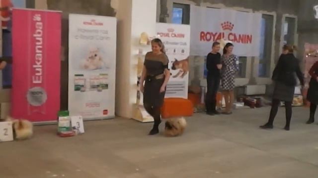 Пекинесы1. Пермь 3 дек. 2016 смотреть онлайн