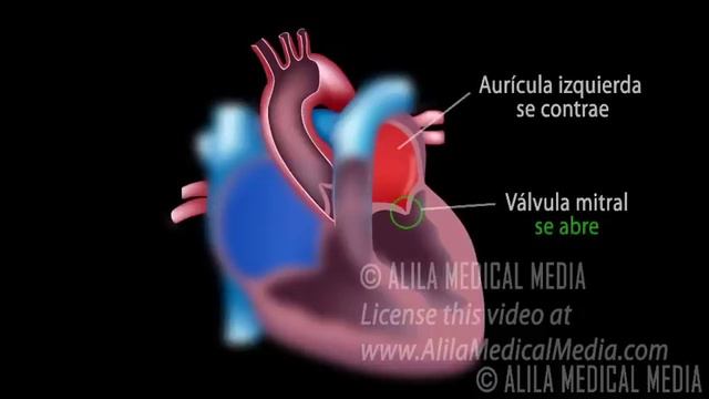 La Circulación Sanguínea a Través del Corazón, Animación. Alila Medical Media Español. смотреть онлайн