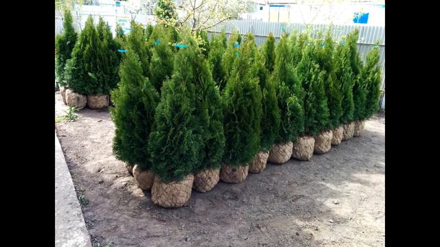 Создания питомника, стоит оно того или нет смотреть онлайн