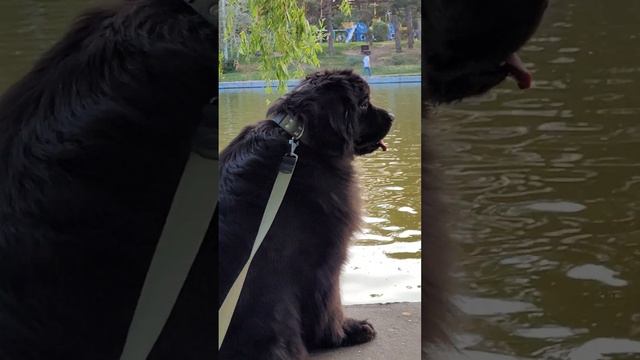 Уход  за собаками породы ньюфаундленд