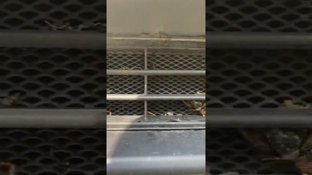 Свидетели святого перегрева. Сетка на решетку радиатора/ #shorts смотреть онлайн