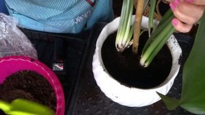 Эухарис неприхотливое комнатное растение.  Деление и пересадка луковиц эухариса