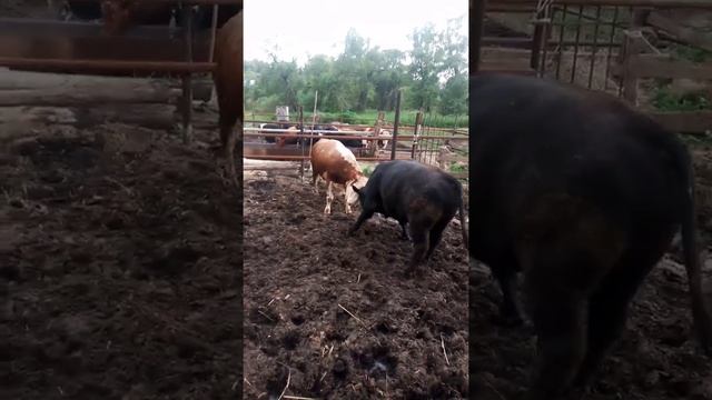 Ангус+Белоголовый(помеси)Быки на прогулке в новом загоне вес (500++) смотреть онлайн