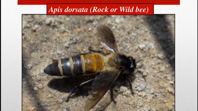 Honey Bees as a Pollinator | Apiculture and Role of Bees in Agriculture | Agri Pest Control_Officia смотреть онлайн
