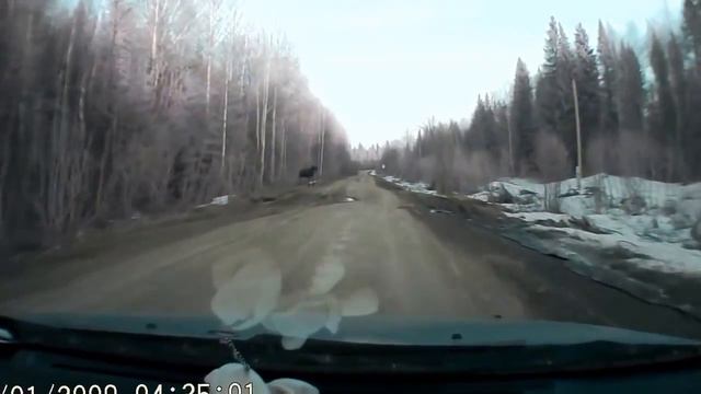 Лось смотреть онлайн