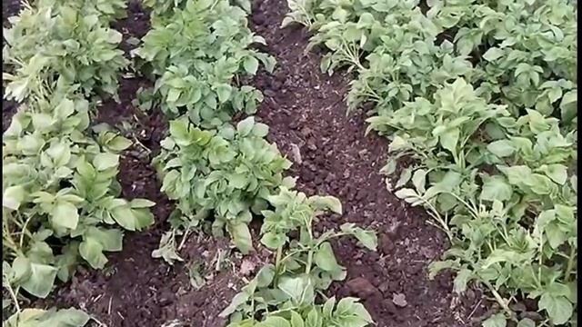 КАРТОШКА окучивание культиватором КРОТ смотреть онлайн