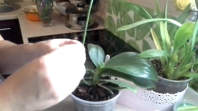 Цитокининовая паста. смотреть онлайн