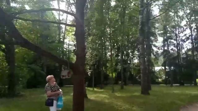 Покормил белочку в Павловском Парке! смотреть онлайн
