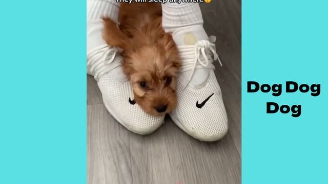 Cockapoo | Funny And Cute Dog Video Compilation In 2022.