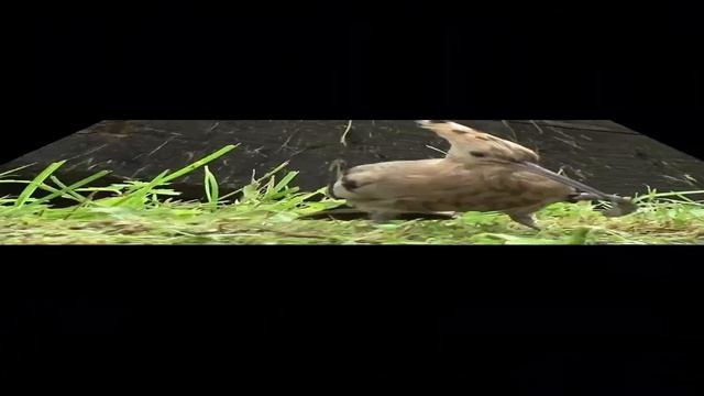 Чудо птичка, клюв и мозг. смотреть онлайн