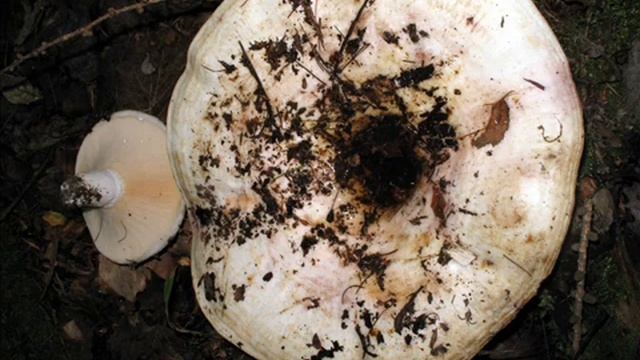 Lactarius controversus смотреть онлайн