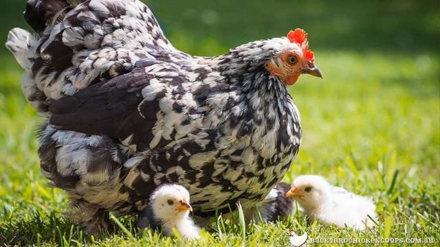 Ka khanatang u Khasi |KA SYIAR BAD KA TYNGAB |khasi folktale| смотреть онлайн