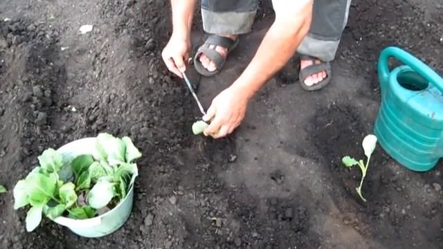 Как посадить рассаду капусты в открытый грунт