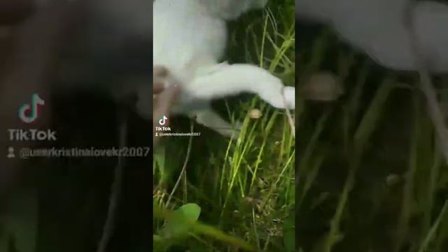 Какос играет в прятки смотреть онлайн