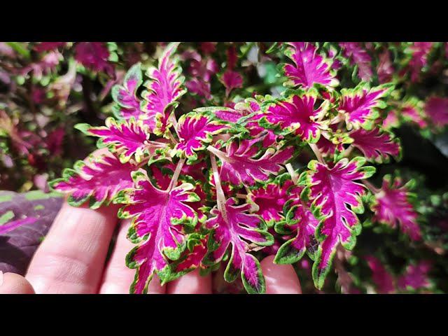 Шикарные колеусы. Лучшие сорта сезона. Осенние краски. Название и описание сортов.Мои планы смотреть онлайн