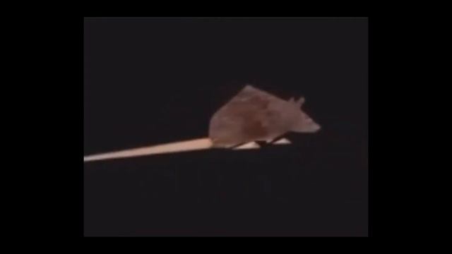 мыш крутится под крутую музыку фулл смотреть онлайн